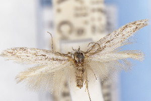  ( - EMEC1149805)  @11 [ ] Unspecified (default): All Rights Reserved (2025) Jean-Francois Landry Canadian National Collection