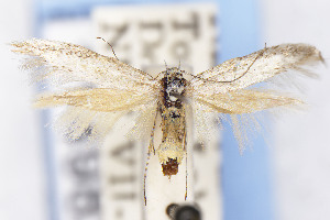  (Scythris JFL190 - EMEC1149826)  @11 [ ] Unspecified (default): All Rights Reserved (2025) Jean-Francois Landry Canadian National Collection