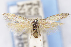  ( - EMEC1149828)  @11 [ ] Unspecified (default): All Rights Reserved (2025) Jean-Francois Landry Canadian National Collection