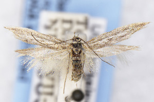  ( - EMEC1149836)  @11 [ ] Unspecified (default): All Rights Reserved (2025) Jean-Francois Landry Canadian National Collection