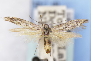  ( - EMEC1149837)  @11 [ ] Unspecified (default): All Rights Reserved (2025) Jean-Francois Landry Canadian National Collection