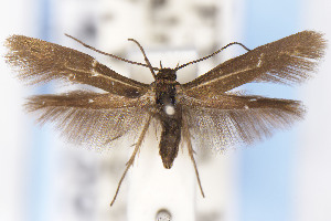  ( - EMEC1149839)  @11 [ ] Unspecified (default): All Rights Reserved (2025) Jean-Francois Landry Canadian National Collection