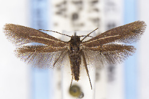  (Scythris JFL261 - EMEC1149840)  @11 [ ] Unspecified (default): All Rights Reserved (2025) Jean-Francois Landry Canadian National Collection