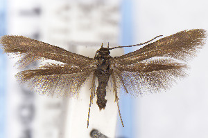  ( - EMEC1149848)  @11 [ ] Unspecified (default): All Rights Reserved (2025) Jean-Francois Landry Canadian National Collection