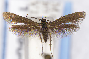  ( - EMEC1149849)  @11 [ ] Unspecified (default): All Rights Reserved (2025) Jean-Francois Landry Canadian National Collection