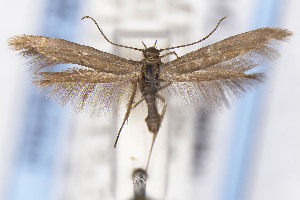  (Scythris JFL263 - EMEC1149850)  @11 [ ] Unspecified (default): All Rights Reserved (2025) Jean-Francois Landry Canadian National Collection