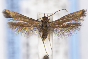  ( - EMEC1149851)  @11 [ ] Unspecified (default): All Rights Reserved (2025) Jean-Francois Landry Canadian National Collection