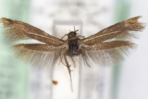  ( - EMEC1149853)  @11 [ ] Unspecified (default): All Rights Reserved (2025) Jean-Francois Landry Canadian National Collection