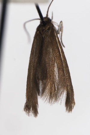  ( - EMEC1149865)  @11 [ ] Unspecified (default): All Rights Reserved (2025) Jean-Francois Landry Canadian National Collection