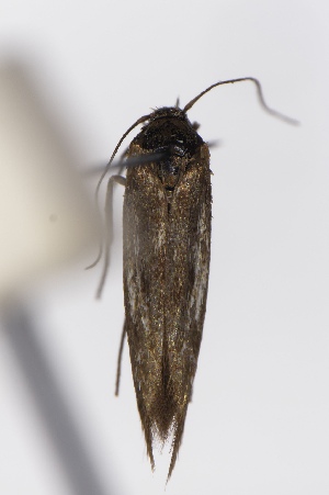  ( - EMEC1149888)  @11 [ ] Unspecified (default): All Rights Reserved (2025) Jean-Francois Landry Canadian National Collection