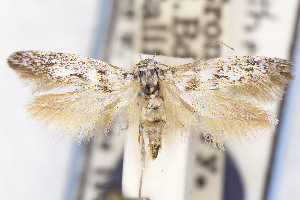  (Scythris JFL205 - EMEC1149911)  @11 [ ] Unspecified (default): All Rights Reserved (2025) Jean-Francois Landry Canadian National Collection