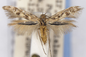  (Scythris JFL152 - EMEC1150532)  @11 [ ] Unspecified (default): All Rights Reserved (2021) Jean-Francois Landry Canadian National Collection