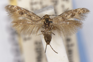  ( - EMEC1150533)  @11 [ ] Unspecified (default): All Rights Reserved (2021) Jean-Francois Landry Canadian National Collection