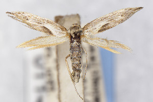  (Scythris JFL243 - USNMENT01141628)  @11 [ ] Unspecified (default): All Rights Reserved (2025) Jean-Francois Landry Canadian National Collection