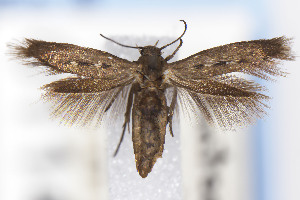  ( - USNMENT01141837)  @11 [ ] Unspecified (default): All Rights Reserved (2021) Jean-Francois Landry Canadian National Collection