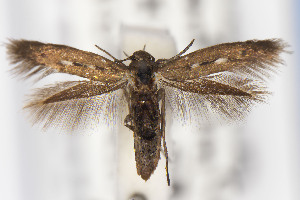  (Scythris JFL121 - USNMENT01141838)  @11 [ ] Unspecified (default): All Rights Reserved (2021) Jean-Francois Landry Canadian National Collection