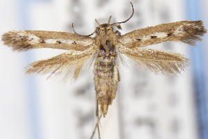  ( - USNMENT01141839)  @11 [ ] Unspecified (default): All Rights Reserved (2021) Jean-Francois Landry Canadian National Collection