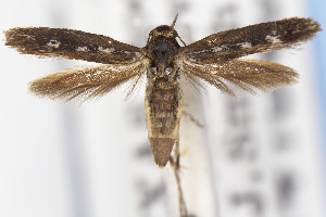  ( - USNMENT01141840)  @11 [ ] Unspecified (default): All Rights Reserved (2021) Jean-Francois Landry Canadian National Collection