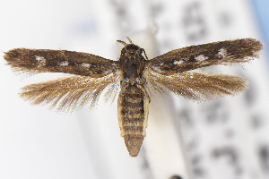  ( - USNMENT01141841)  @11 [ ] Unspecified (default): All Rights Reserved (2021) Jean-Francois Landry Canadian National Collection