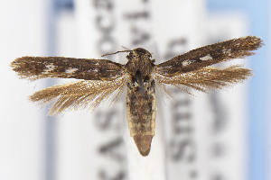  ( - USNMENT01141842)  @11 [ ] Unspecified (default): All Rights Reserved (2021) Jean-Francois Landry Canadian National Collection