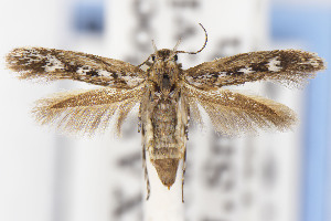  ( - USNMENT01141843)  @11 [ ] Unspecified (default): All Rights Reserved (2021) Jean-Francois Landry Canadian National Collection