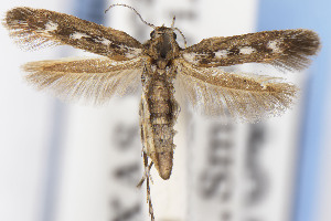  ( - USNMENT01141844)  @11 [ ] Unspecified (default): All Rights Reserved (2021) Jean-Francois Landry Canadian National Collection