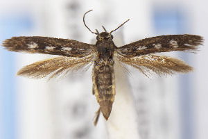  ( - USNMENT01141845)  @11 [ ] Unspecified (default): All Rights Reserved (2021) Jean-Francois Landry Canadian National Collection