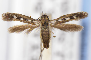  ( - USNMENT01141846)  @11 [ ] Unspecified (default): All Rights Reserved (2021) Jean-Francois Landry Canadian National Collection