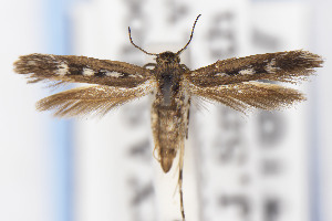  (Scythris JFL170 - USNMENT01141847)  @11 [ ] Unspecified (default): All Rights Reserved (2021) Jean-Francois Landry Canadian National Collection