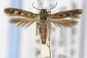  ( - USNMENT01141848)  @11 [ ] Unspecified (default): All Rights Reserved (2021) Jean-Francois Landry Canadian National Collection