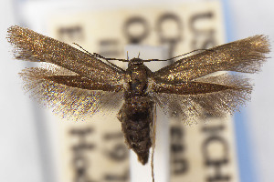  ( - USNMENT01141988)  @11 [ ] Unspecified (default): All Rights Reserved (2025) Jean-Francois Landry Canadian National Collection