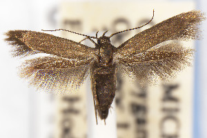  ( - USNMENT01141989)  @11 [ ] Unspecified (default): All Rights Reserved (2025) Jean-Francois Landry Canadian National Collection