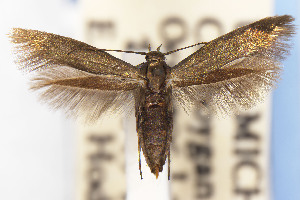  ( - USNMENT01141990)  @11 [ ] Unspecified (default): All Rights Reserved (2025) Jean-Francois Landry Canadian National Collection