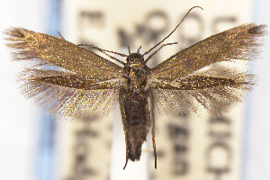  ( - USNMENT01141993)  @11 [ ] Unspecified (default): All Rights Reserved (2025) Jean-Francois Landry Canadian National Collection