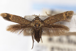  ( - USNMENT01141995)  @11 [ ] Unspecified (default): All Rights Reserved (2025) Jean-Francois Landry Canadian National Collection