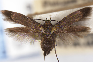  ( - USNMENT01141999)  @11 [ ] Unspecified (default): All Rights Reserved (2025) Jean-Francois Landry Canadian National Collection