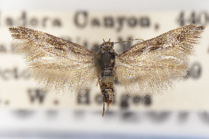  ( - USNMENT01142076)  @11 [ ] Unspecified (default): All Rights Reserved (2025) Jean-Francois Landry Canadian National Collection