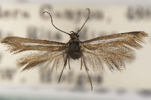  ( - USNMENT01142078)  @11 [ ] Unspecified (default): All Rights Reserved (2025) Jean-Francois Landry Canadian National Collection