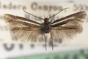  ( - USNMENT01142080)  @11 [ ] Unspecified (default): All Rights Reserved (2025) Jean-Francois Landry Canadian National Collection