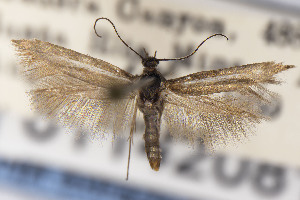  ( - USNMENT01142081)  @11 [ ] Unspecified (default): All Rights Reserved (2025) Jean-Francois Landry Canadian National Collection