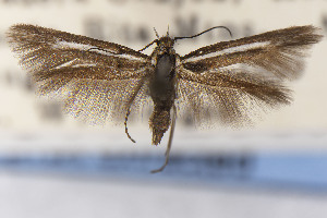  (Scythris JFL112 - USNMENT01142087)  @11 [ ] Unspecified (default): All Rights Reserved (2025) Jean-Francois Landry Canadian National Collection