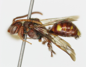  (Nomada sp - CESU--00175)  @15 [ ] CreativeCommons - Attribution Non-Commercial (2018) Unspecified University of Minnesota