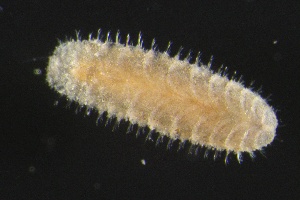  ( - ZMBN_160942)  @11 [ ] Creative Commons BY NC SA (2024) University of Bergen Natural History Collections