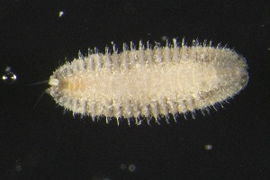  ( - ZMBN_160944)  @11 [ ] Creative Commons BY NC SA (2024) University of Bergen Natural History Collections