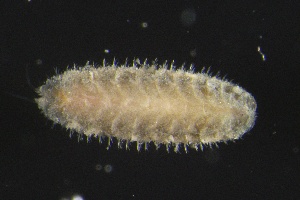  ( - ZMBN_160944)  @11 [ ] Creative Commons BY NC SA (2024) University of Bergen Natural History Collections