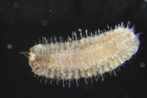  ( - ZMBN_160945)  @11 [ ] Creative Commons BY NC SA (2024) University of Bergen Natural History Collections