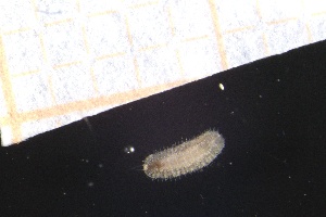  ( - ZMBN_160945)  @11 [ ] Creative Commons BY NC SA (2024) University of Bergen Natural History Collections