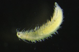  ( - ZMBN_161003)  @11 [ ] Creative Commons BY NC SA (2024) University of Bergen Natural History Collections