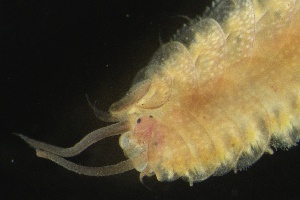  ( - ZMBN_161004)  @11 [ ] Creative Commons BY NC SA (2024) University of Bergen Natural History Collections