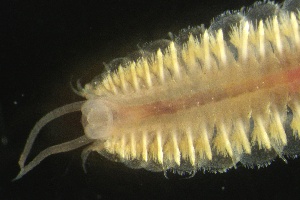  ( - ZMBN_161004)  @11 [ ] Creative Commons BY NC SA (2024) University of Bergen Natural History Collections